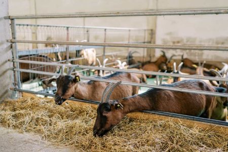 Goat-Farming-Technology3